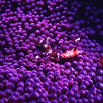 Verde Island passage underwater photo Verde Island passage underwater photo
