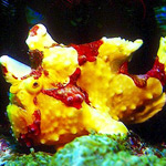 Verde Island passage underwater photo Verde Island passage underwater photo
