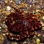 Verde Island passage underwater photo Verde Island passage underwater photo
