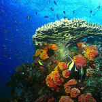 Verde Island passage underwater photo Verde Island passage underwater photo