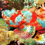 Verde Island passage underwater photo Verde Island passage underwater photo