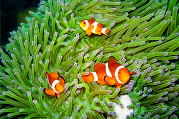 Dive Site Anilao