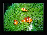clownfish