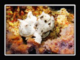juvenile frogfish