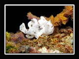 white juvenile frogfish