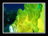 yawning frogfish