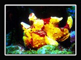 yellow frogfish